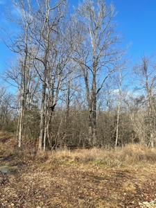 Recreational Hunting  Tract Dallas County Arkansas - image 8