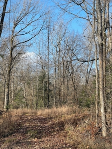 Recreational Hunting  Tract Dallas County Arkansas - image 9