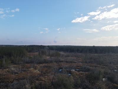Recreational Hunting  Tract Dallas County Arkansas - image 3