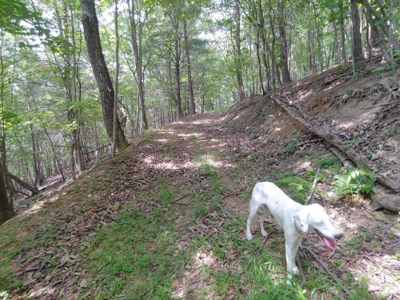 Mountain Land for Sale in Shawsville VA! - image 1