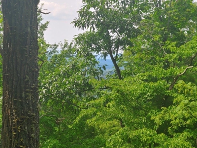 Mountain Land for Sale in Shawsville VA! - image 4