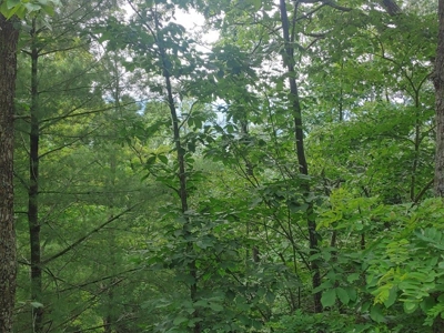 Mountain Land for Sale in Shawsville VA! - image 3