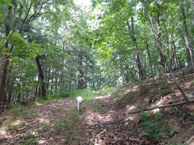 Mountain Land for Sale in Shawsville VA! - image 2