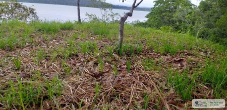 3.76 Hectares For Sale In Popa Island Bocas Del Toro Panama3 - image 4