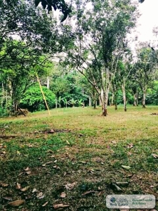 3.76 Hectares For Sale In Popa Island Bocas Del Toro Panama3 - image 3