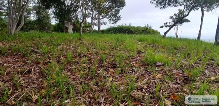 3.76 Hectares For Sale In Popa Island Bocas Del Toro Panama3 - image 7