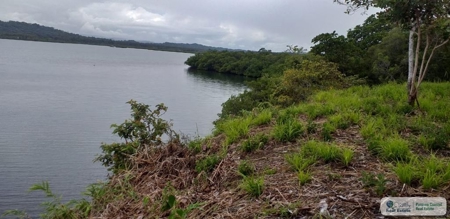 3.76 Hectares For Sale In Popa Island Bocas Del Toro Panama3 - image 6