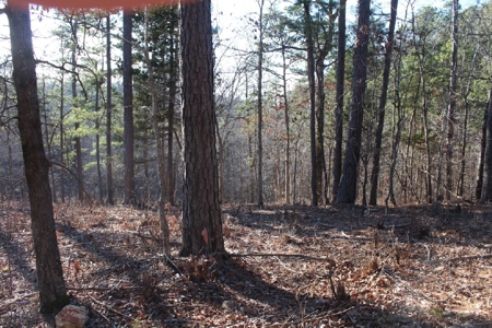 Building Lot Only Minutes From Mountain View - image 4