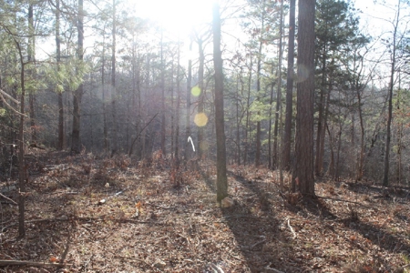 Building Lot Only Minutes From Mountain View - image 2