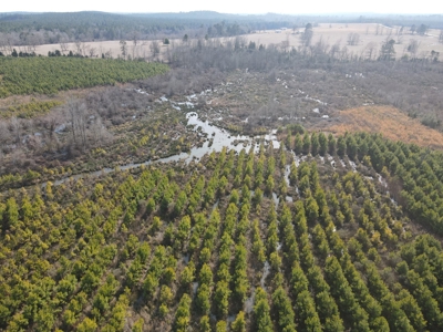 Rural Timberland and Recreational Property for Sale in Texas - image 7