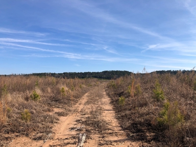 Rural Timberland and Recreational Property for Sale in Texas - image 11