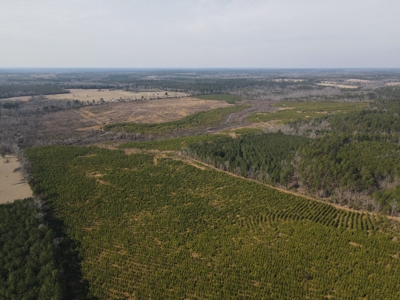 Rural Timberland and Recreational Property for Sale in Texas - image 3