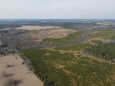 Rural Timberland and Recreational Property for Sale in Texas - image 2