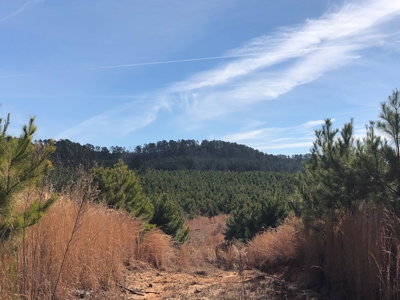 Rural Timberland and Recreational Property for Sale in Texas - image 8