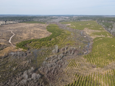 Rural Timberland and Recreational Property for Sale in Texas - image 4