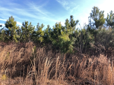Rural Timberland and Recreational Property for Sale in Texas - image 9