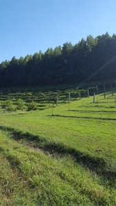 Hunting Riverfront Farm For Sale in Belvidere Tennessee - image 33
