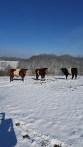 Hunting Riverfront Farm For Sale in Belvidere Tennessee - image 32