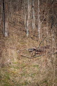 Hunting Riverfront Farm For Sale in Belvidere Tennessee - image 22