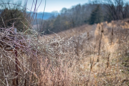 Hunting Riverfront Farm For Sale in Belvidere Tennessee - image 29