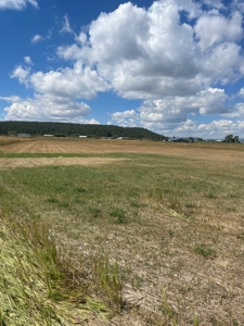 Irrigated Land for Sale with Mountain Views Northern NM - image 9