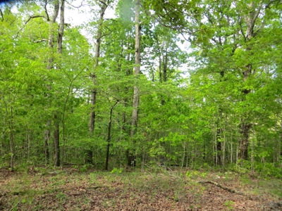 Acreage/Recreational Land In Fulton Co - image 3