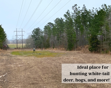 Texas Timberland and Hunting Property for Sale - image 11