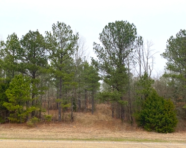 Texas Timberland and Hunting Property for Sale - image 3