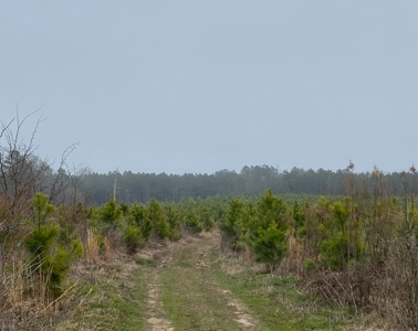 Texas Timberland and Hunting Property for Sale - image 7