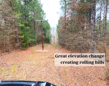Texas Timberland and Hunting Property for Sale - image 6