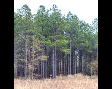 Texas Timberland and Hunting Property for Sale - image 9