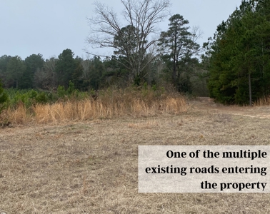 Texas Timberland and Hunting Property for Sale - image 10