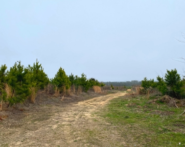 Texas Timberland and Hunting Property for Sale - image 1