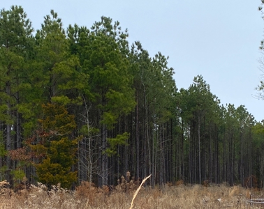 Texas Timberland and Hunting Property for Sale - image 8