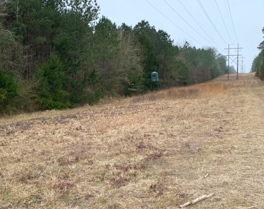 Texas Timberland and Hunting Property for Sale - image 12