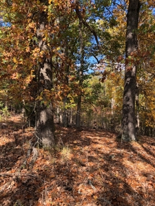 Lakeview Acreage for sale in AR - image 3