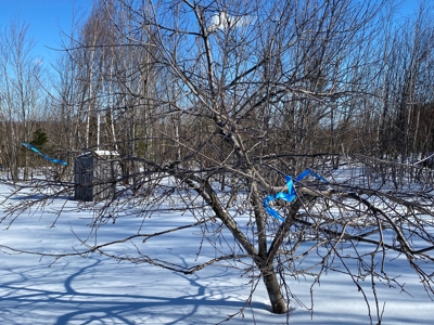Off Grid Cabin with 86 Acres - image 8