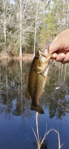 46 Acres for sale on Highway 179, Bonifay, Florida - image 10