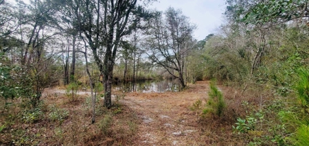 46 Acres for sale on Highway 179, Bonifay, Florida - image 13