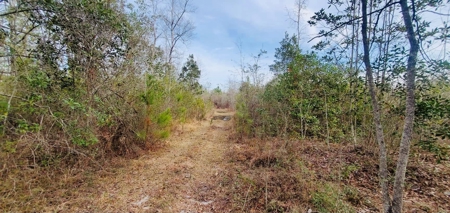 46 Acres for sale on Highway 179, Bonifay, Florida - image 14