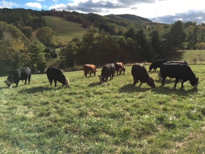 Large Acreage Farm for Sale in Dugspur VA - image 19
