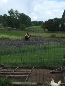 Large Acreage Farm for Sale in Dugspur VA - image 17