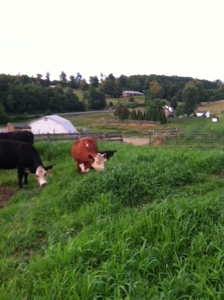 Large Acreage Farm for Sale in Dugspur VA - image 14