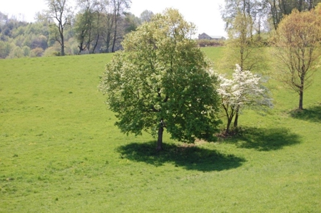 Large Acreage Farm for Sale in Dugspur VA - image 5