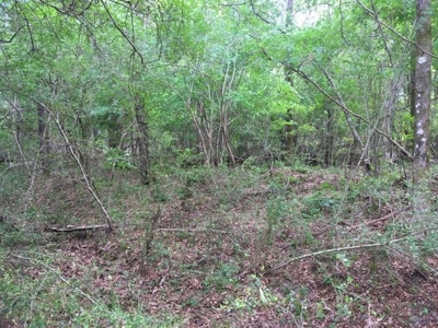 66 Acres Hwy 43 Hunting Land, Home Site for Sale South MS - image 6