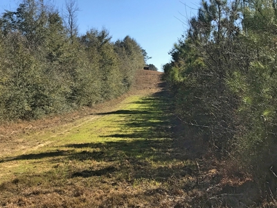 66 Acres Hwy 43 Hunting Land, Home Site for Sale South MS - image 19