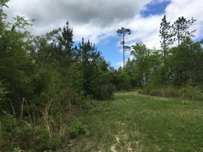 66 Acres Hwy 43 Hunting Land, Home Site for Sale South MS - image 3