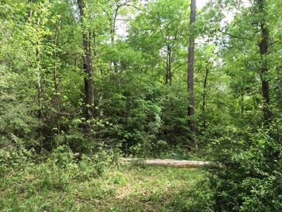 66 Acres Hwy 43 Hunting Land, Home Site for Sale South MS - image 4
