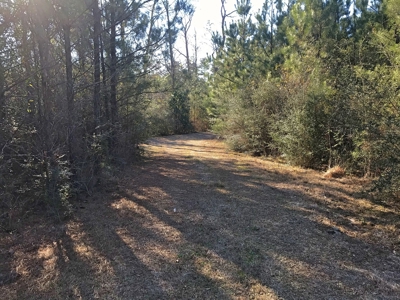66 Acres Hwy 43 Hunting Land, Home Site for Sale South MS - image 22