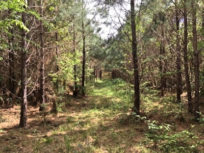 66 Acres Hwy 43 Hunting Land, Home Site for Sale South MS - image 5
